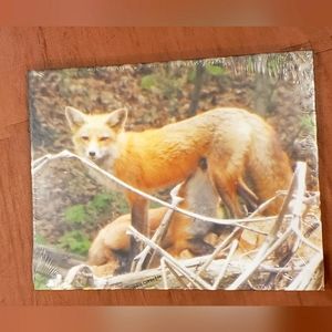 Canvases MO Red Fox Photos